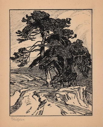 Kiefern (nach Otto Ubbelohde)  11,7 x 15,2 cm  1951 (?)